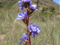 Aristea torulosa flowers with curving petals